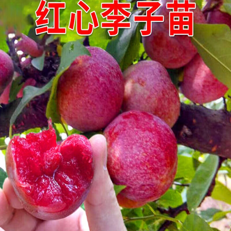 结果嫁接大果 庭院阳台 南北方种植 果树苗 李子树 果苗 红心甜蜜李 3