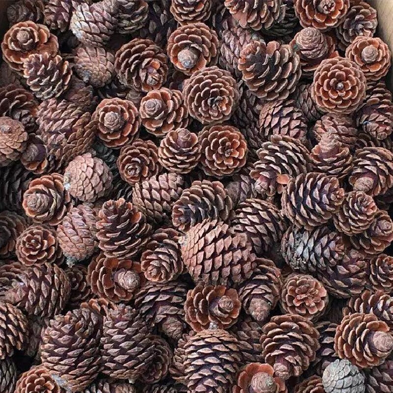 花语奇萌松果装饰便宜松果装饰圣诞野生松塔干花树枝幼儿园创意松果