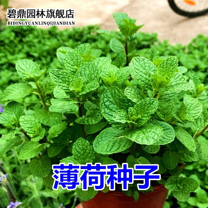 哪个App有花草林木类价格曲线|花草林木类价格比较