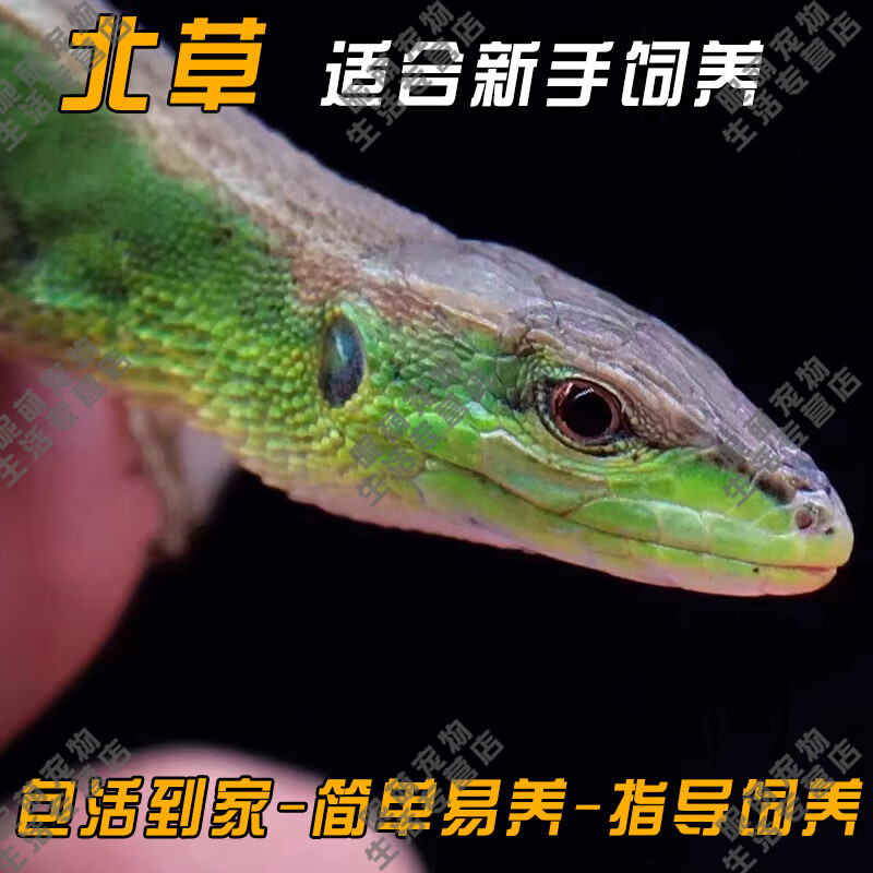 smvp豹纹睫角守宫活物蜥蜴活体爬宠肥尾石龙子鬃狮蜥亚成十字岭树蜥