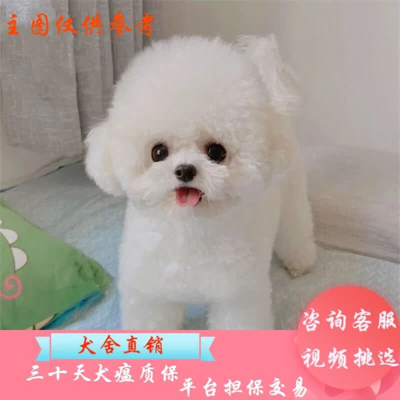 桓瑞宠物纯种比熊犬幼犬茶杯体幼崽宠物狗狗活体小型犬包健康全国发货 宠物级 宠物级a款 公使用感如何?
