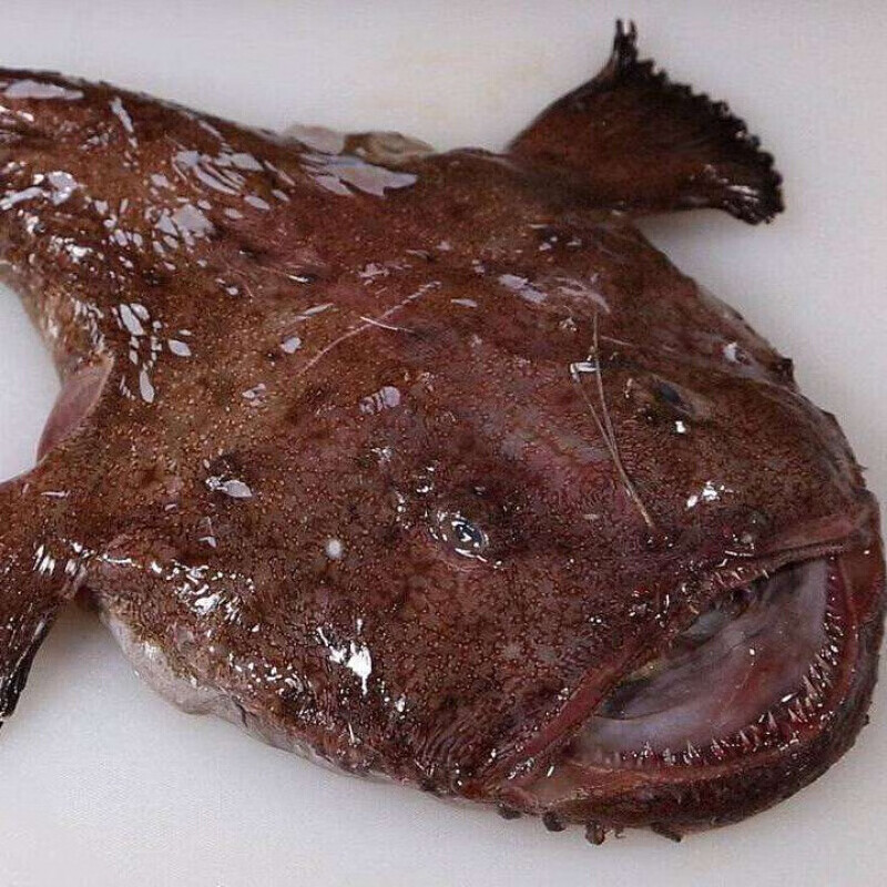 伯贤 新鲜整条安康鱼丑鱼蛤蟆鱼大嘴鱼深海鱼鮟鱇鱼无刺鱼 【3-3.