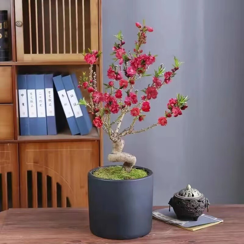 桃树盆景桃花盆栽带花苞老桩苗室内外庭院真活苗桃花树苗 直杆3年造型