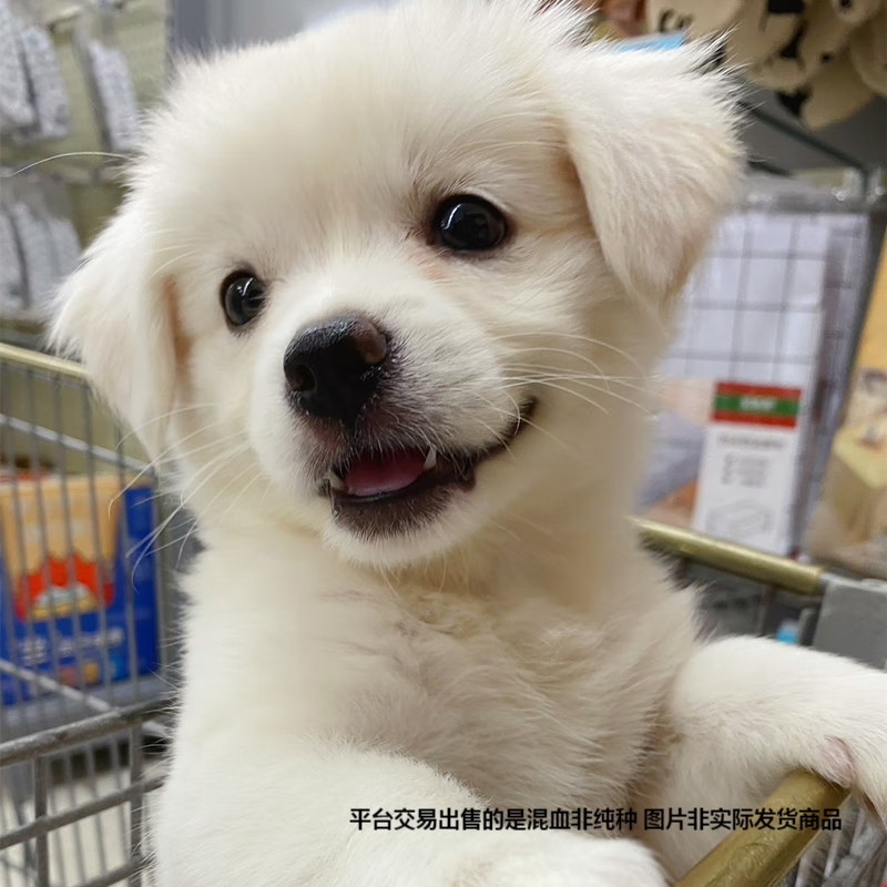 混血萨摩耶幼犬活体中型犬微笑天使萨摩耶雪橇犬白色家养宠物狗混