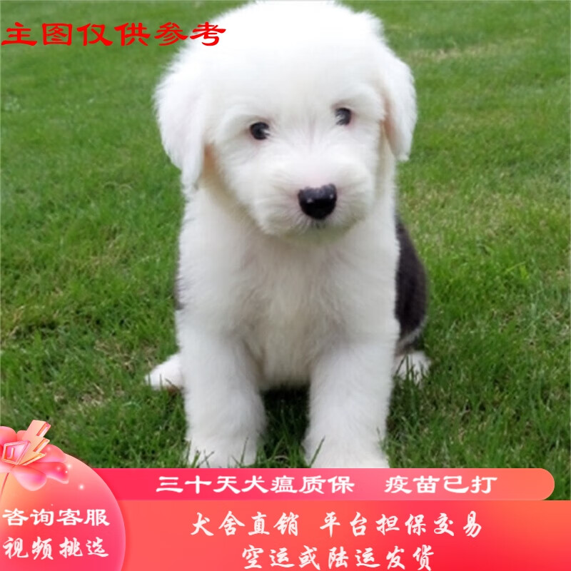 桓瑞宠物   纯种宠物狗狗活体古代牧羊犬幼犬古牧幼崽大型犬 宠物级a
