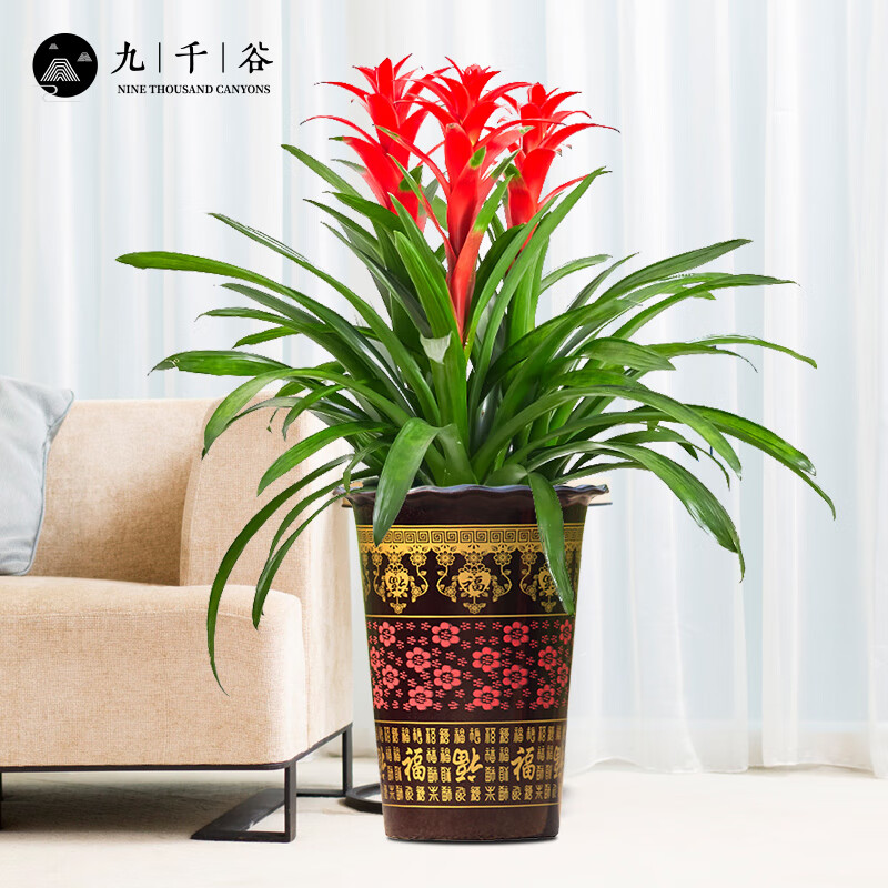 大型绿植京东商品历史价格查询|大型绿植价格走势图