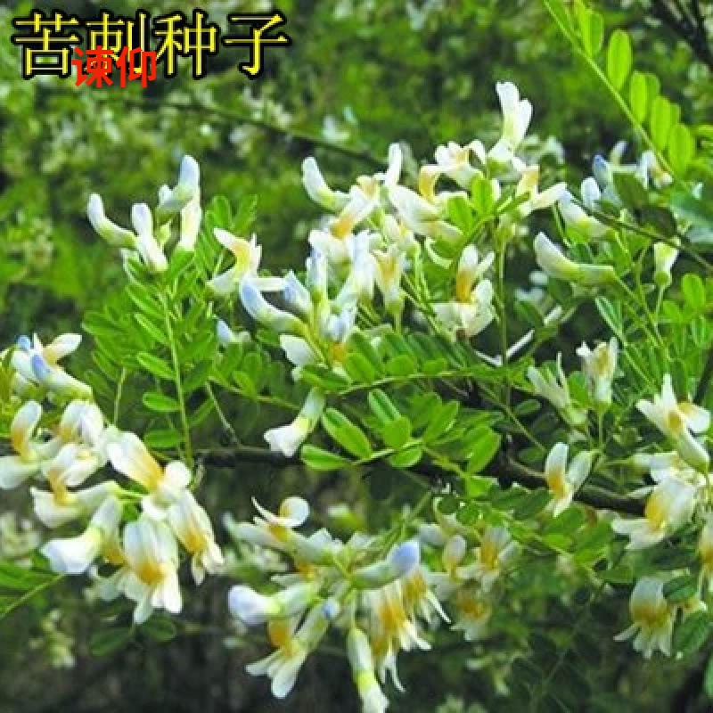 谏仰新采苦刺花种子 狼牙刺种子 铁马胡烧白刺花种 药材种子 苦刺种子