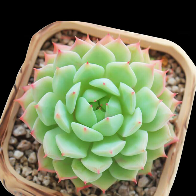 刘不丁多肉植物tp室内桌面绿植小盆栽多肉 tp  5-6cm 品相好 不含盆