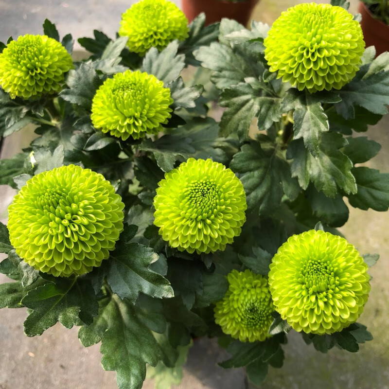 千头菊盆栽带花苞带花植物室外花园耐寒球菊花植物带盆带土花卉 乒乓