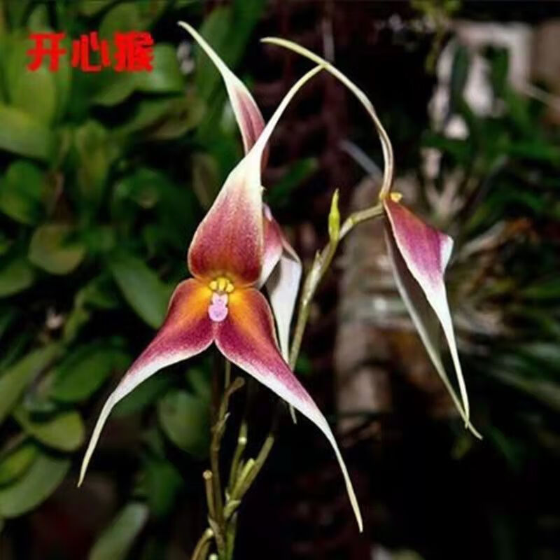 【耐寒植物】猴面球根花四季养殖花卉室内盆栽阳台植物冻不死盆栽 7