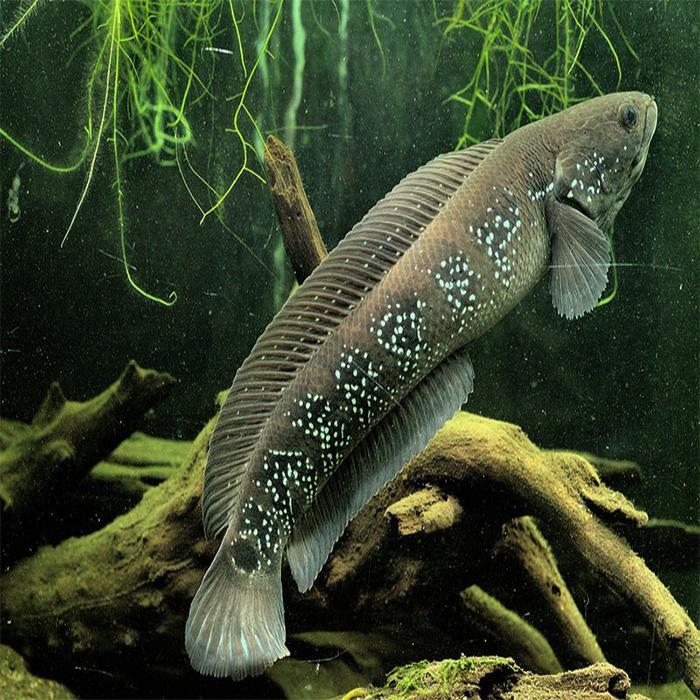 七星鱼苗 山斑鱼苗 花星鱼苗月鱧观赏食用淡水雷龙七星鱼养殖原生