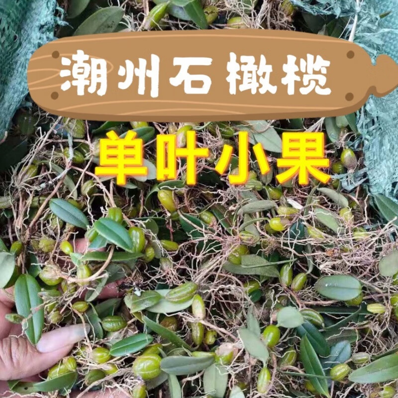 芬氏单叶小果石橄榄 潮州新鲜 石仙桃石岩珠 石橄榄鸡煲 炖汤潮汕发货