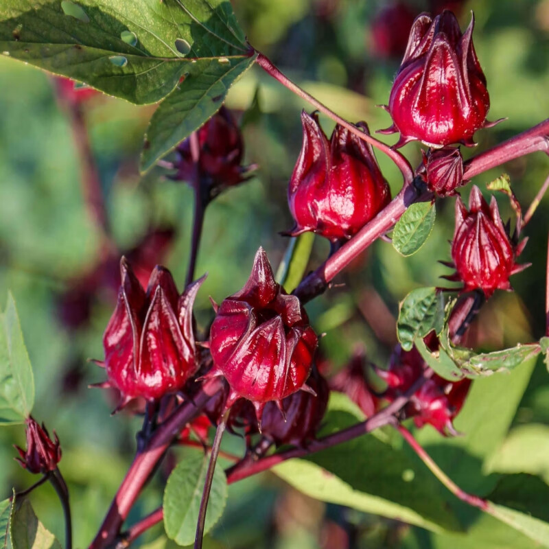 帅轩玫瑰茄苗 洛神花苗地栽盆栽花卉绿植 带土带叶玫瑰茄花苗玫瑰花茶