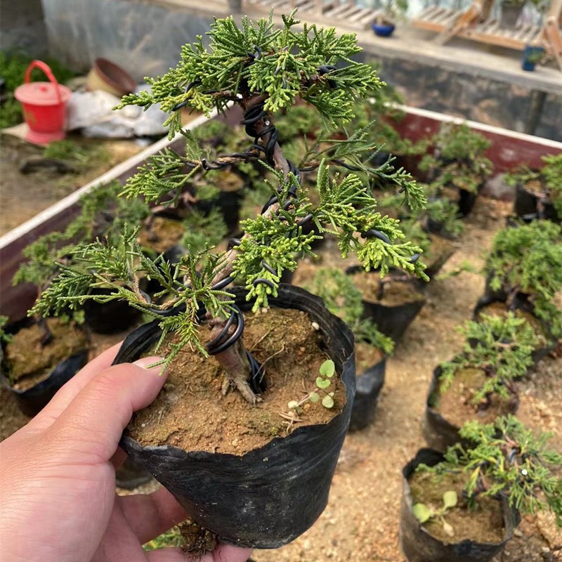 孙凯济州真柏小苗系鱼川日本纪州小品素材造型盆景绿植物盆栽庭院花卉