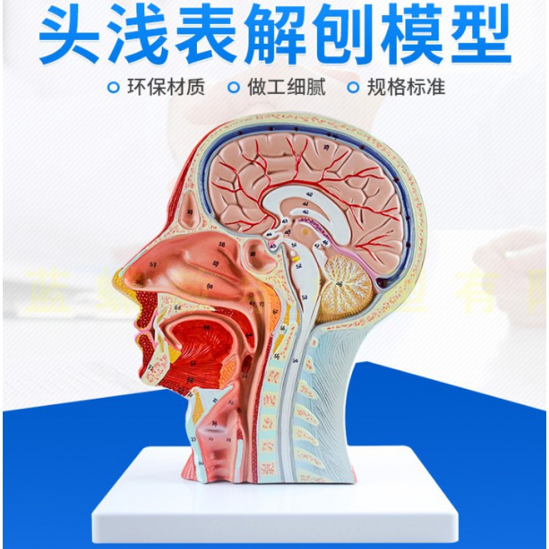 人体头部浅表神经血管模型 矢状剖面切面附血管神经 医学微创美容