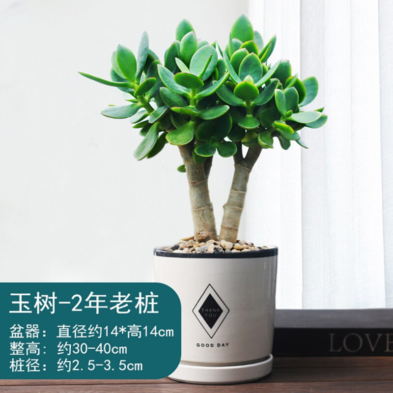 大号吉星白瓷盆玉树(2年老桩) 带盆发货