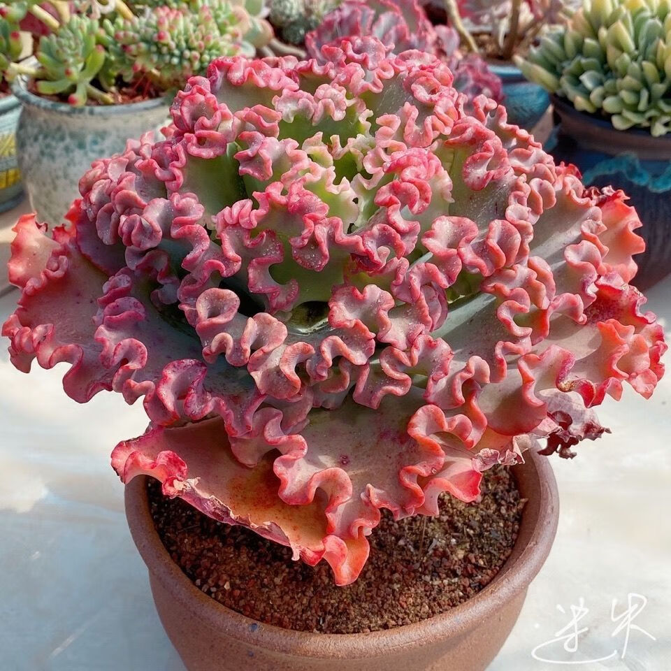 万年红客厅装饰多肉红色褶皱包菜老桩女王花笠盆栽绿植 女王花笠冠幅