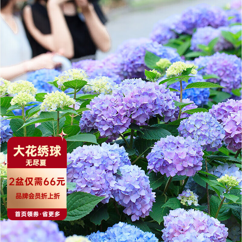 夏花 相关京东优惠商品人气降序排行榜 价格图片品牌优惠券 虎窝购 夏花 相关京东优惠商品人气降序排行榜 价格图片品牌优惠券 虎窝购