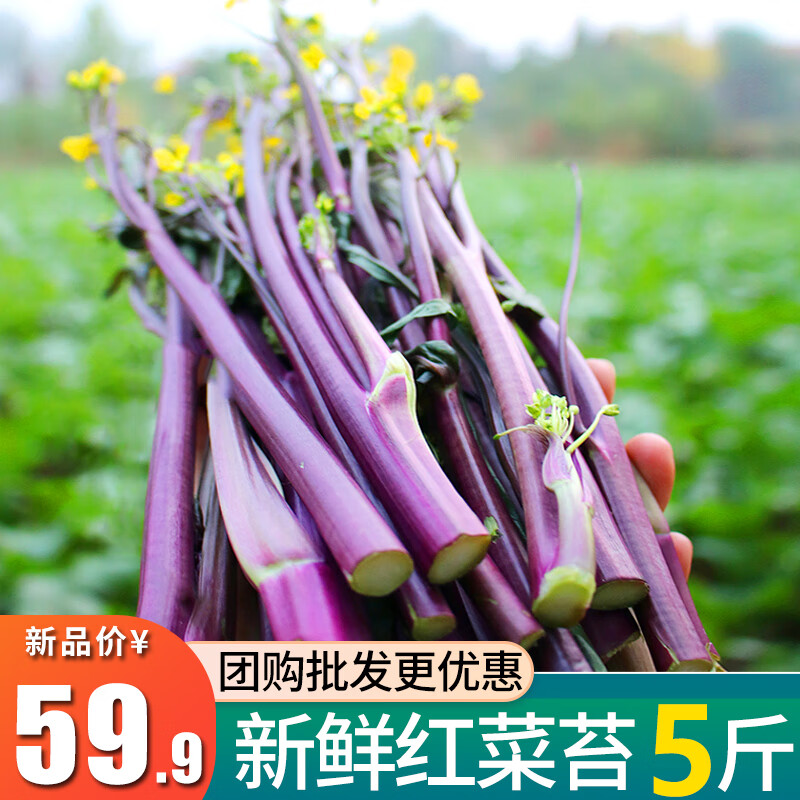 洪湖食客 新鲜油菜菜心 湖北新鲜蔬菜 红菜苔5斤