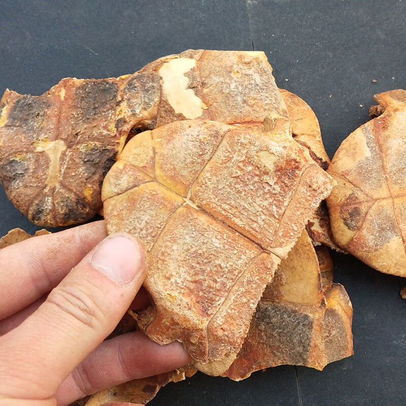 龟板 中药材 制龟板 炙龟板 醋龟板龟下甲 龟板 250克