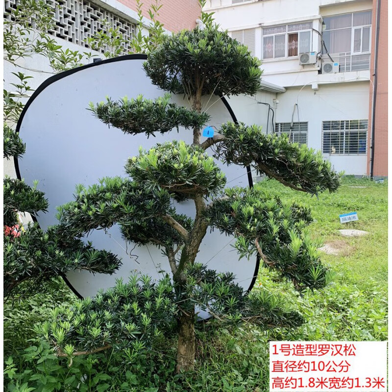 庭院别墅造型树罗汉松造型树庭院大树小叶造型苗木别墅绿植造景树