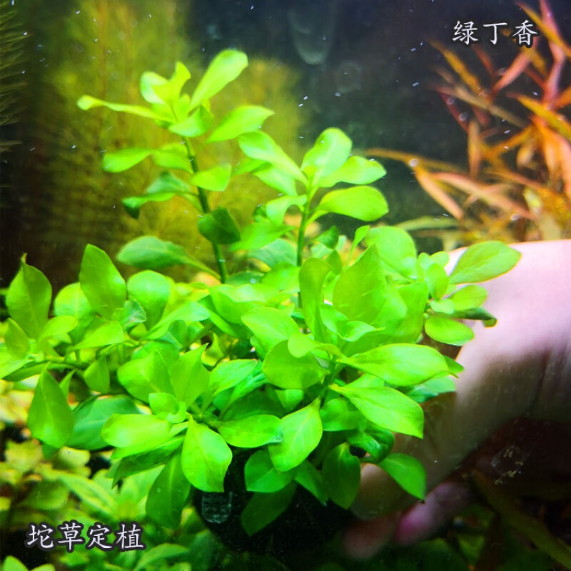 Co2 相关京东优惠商品排行榜 3 价格图片品牌优惠券 虎窝购