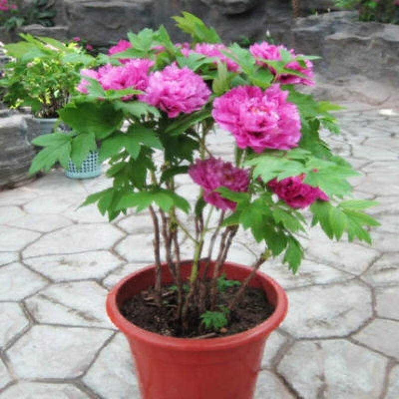 mojy当年开花重瓣牡丹花盆栽洛阳牡丹花苗室内绿植盆栽菏泽牡丹花树苗