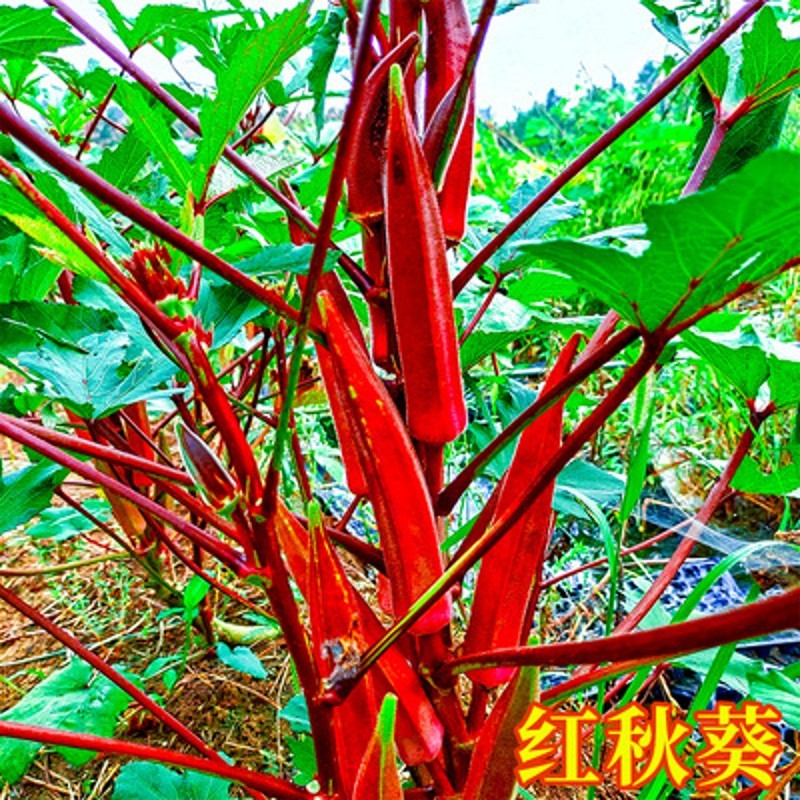 苗大全菜苗种苗各种秧苗番茄苗春季带土发货苗子阳台种 红秋葵苗6棵