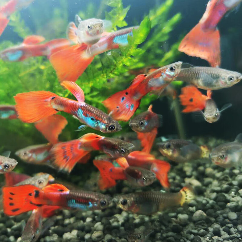 孔雀鱼孔雀鱼活体 公母一对 纯种 孕母热带鱼红鱼苗小 蛇皮红尾6条3对