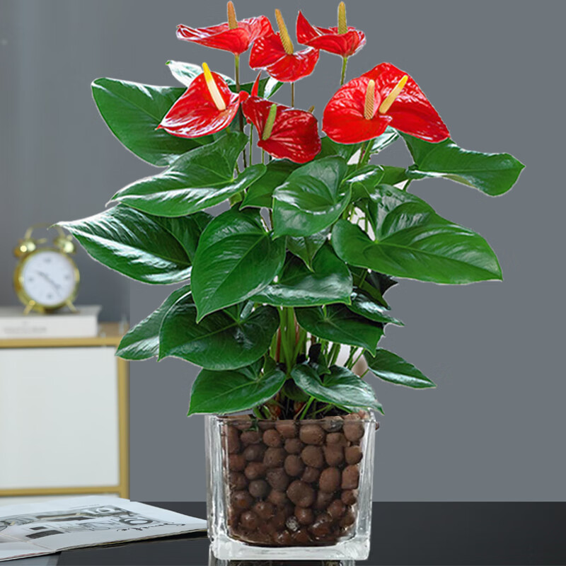 麦桑荷红掌白掌盆栽植物室内花卉好养水培一帆风顺大盆水养四季常青