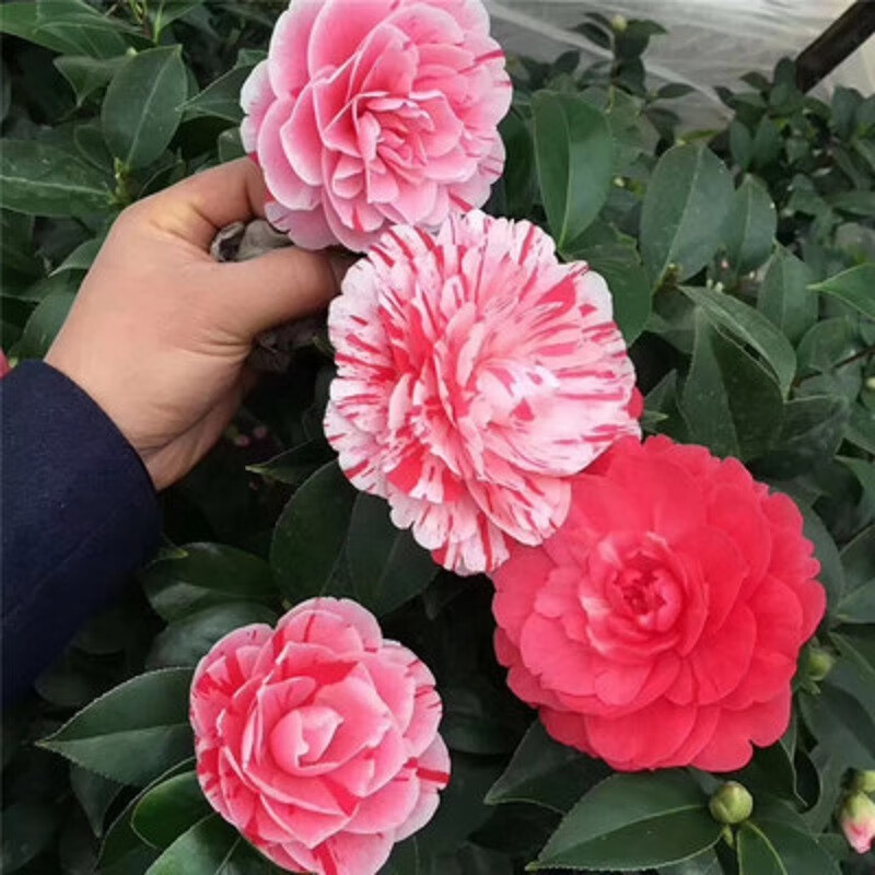 盆栽茶花苗 四季香妃茶花浓香型山茶花树庭院室内好养五色赤丹茶花