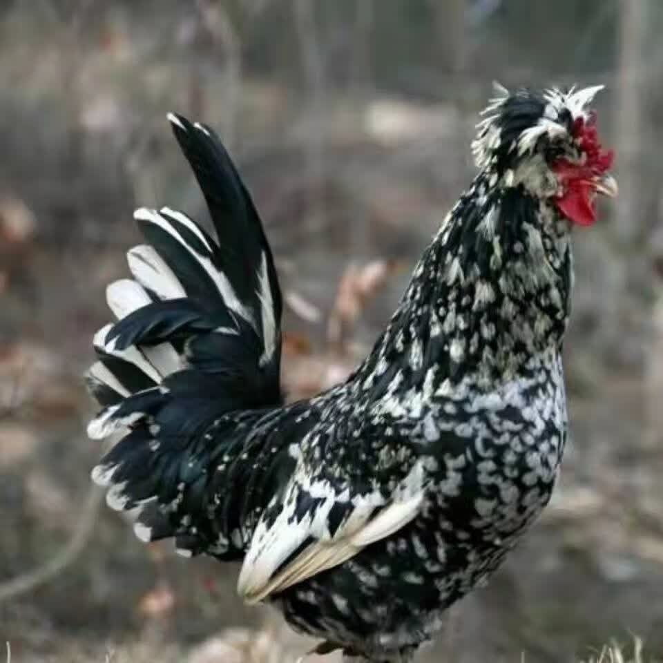 正宗散养半大贵妃鸡苗脱温鸡齐全技术指导包活到家 4-5两贵妃鸡8只(8