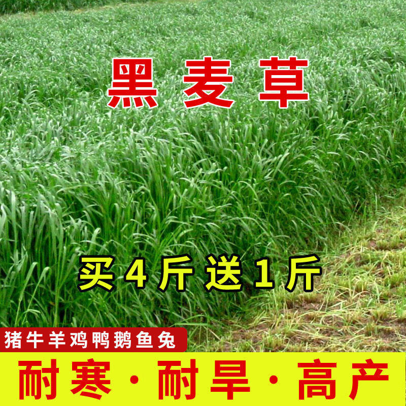 国产冬牧70黑麦草亩产6吨 1斤装