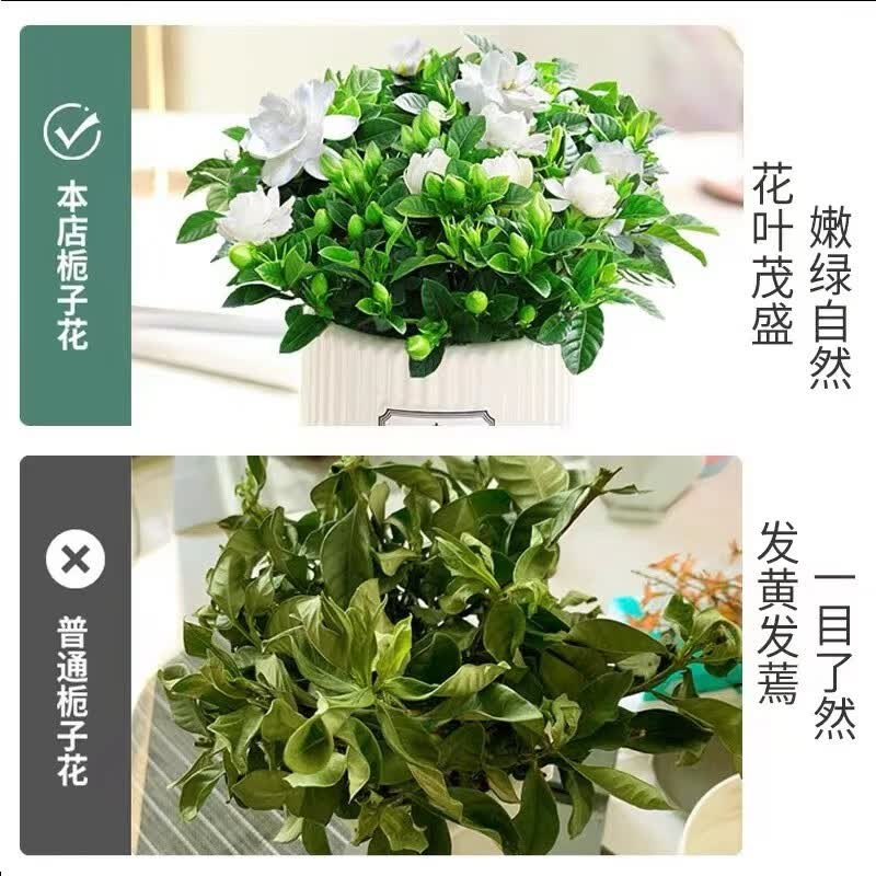 秋芊卉带花苞牡丹丛生浓香栀子花阳台室内盆栽花卉四季开花枝子花植物 牡丹大叶丛生栀子花中盆 树脂花盆栽好发货