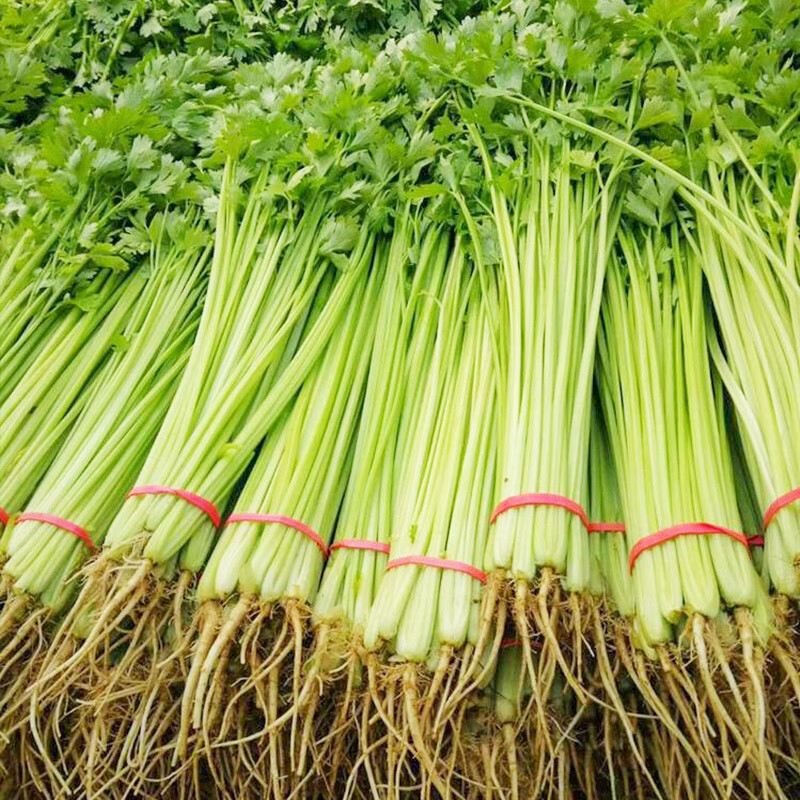 种菜记 四季小香芹种子西芹种籽大全四季秋冬菜籽种菜园基地种植蔬菜
