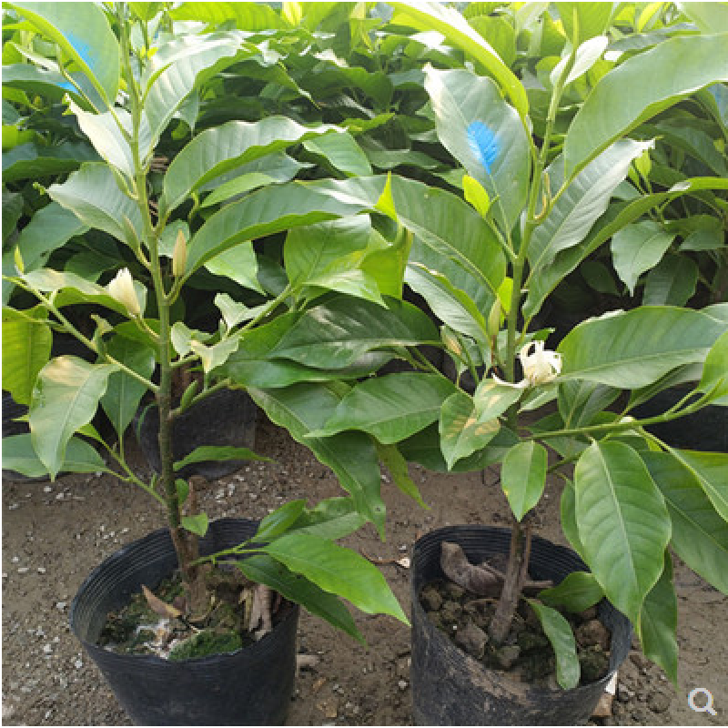 玉兰花盆栽室外白兰花苗南方树苗耐寒黄角兰白玉兰带花盆栽浓香m5