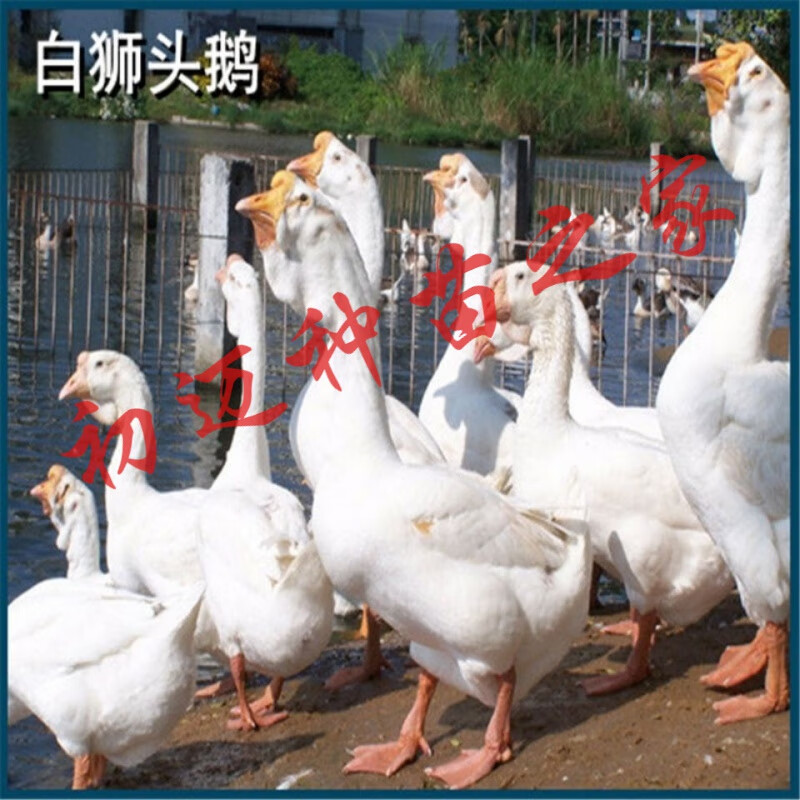 大种白鹅苗狮头鹅苗鹅苗活体苗小鹅仔批发特大白狮头产蛋王四季鹅三花