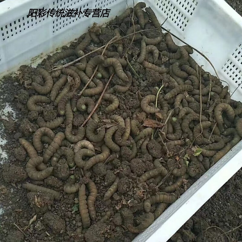 灌云豆丹 下蜇豆虫 黄豆虫老豆丹猪儿虫芝麻虫食用昆虫钓鱼活饵 5条