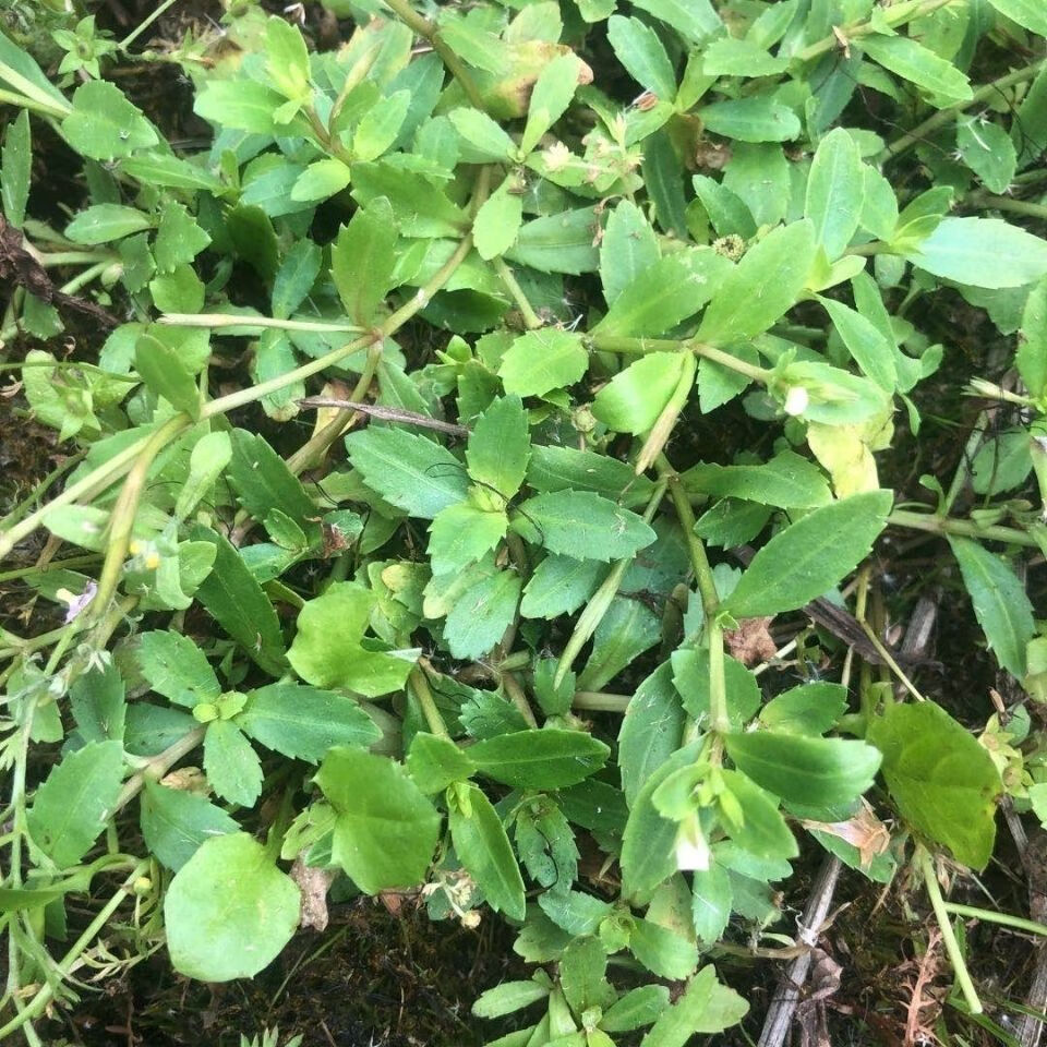 伟博新鲜青草药锯齿草定经草田乒娜泥花草菜虎舌癀500g 一斤