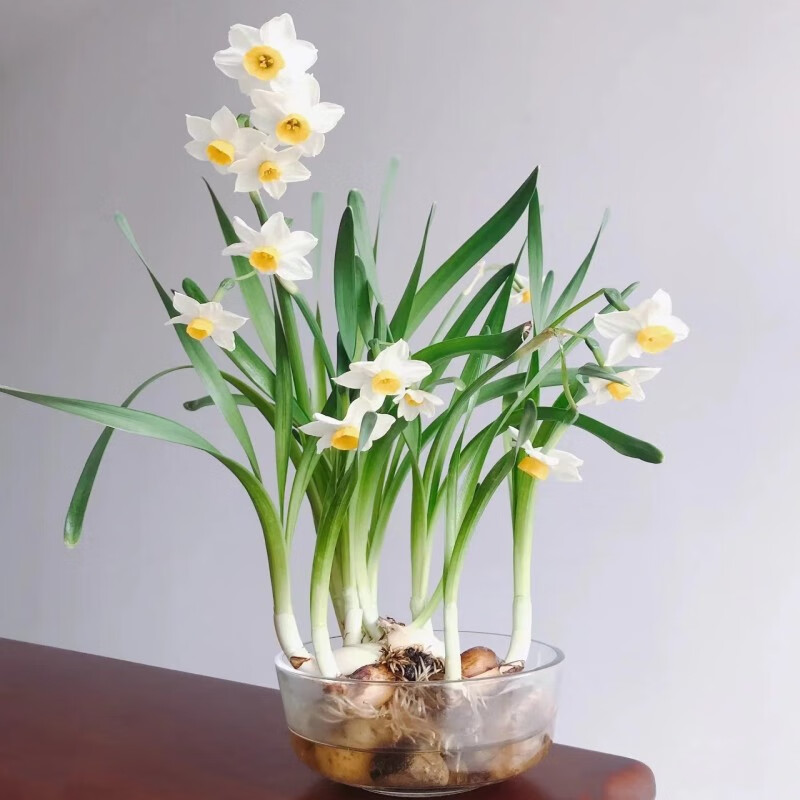 刘不丁崇明水仙花生日盆栽水养带花苞风信子四季开球茎花卉植物室内好