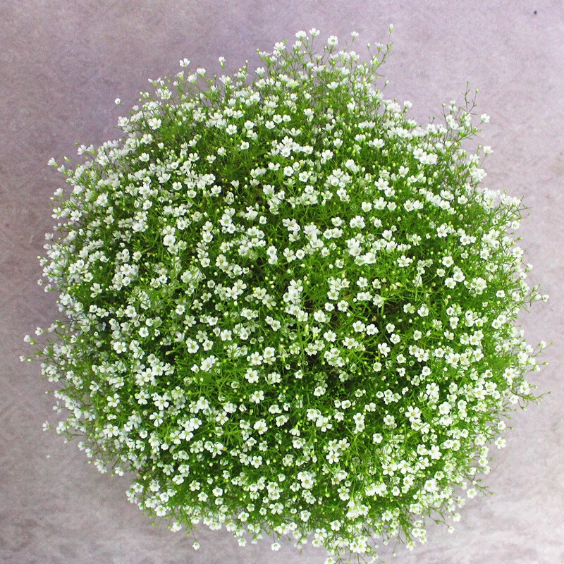 醉春木白色满天星花种子室内阳台盆栽花卉花籽观花花卉 白色满天星250