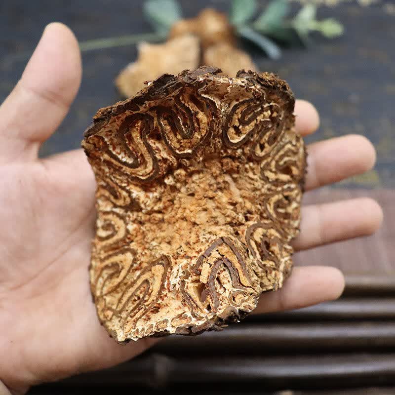 广西野生龙骨风500克g大贯众飞天擒罗飞天蠄蟧泡酒料煲汤料中药材