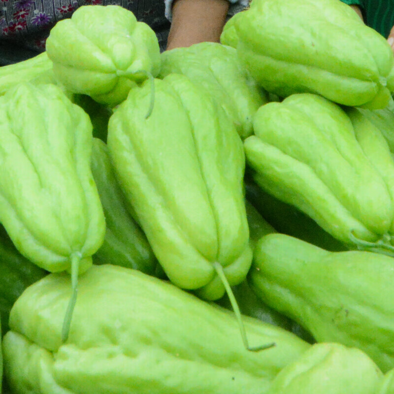 虎钢馋佛手瓜新鲜斤洋瓜蔬菜捧瓜农家特产整箱丰收窝瓜寿瓜葵瓜 1500g