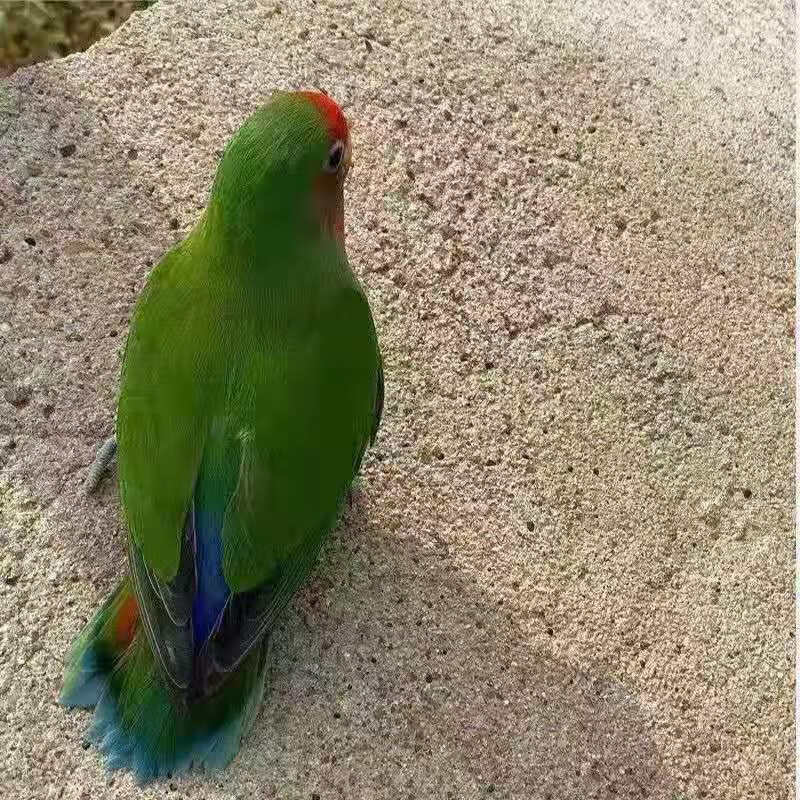 虎皮鹦鹉宠物鸟爱情鸟玄凤说话鸟手养亲人鸟活物 红嘴绿身爱情鸟幼鸟