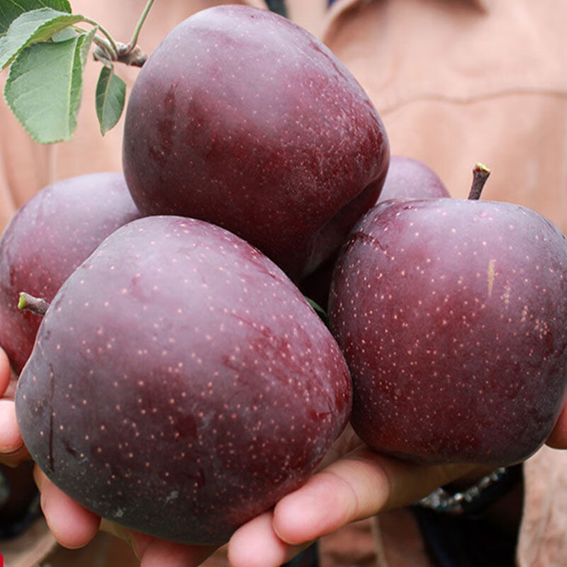 品京鲜 特级黑苹果罕见水果10斤嘎啦黑钻石苹果黑卡平果 稀有珍品【黑