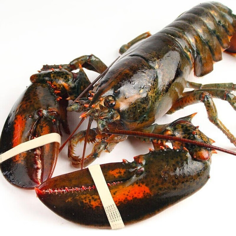 【活鲜】乐食港 鲜活波士顿龙虾450g-550g 2只装大龙虾 海鲜水产波龙加拿大（部分城市可同城小时达）