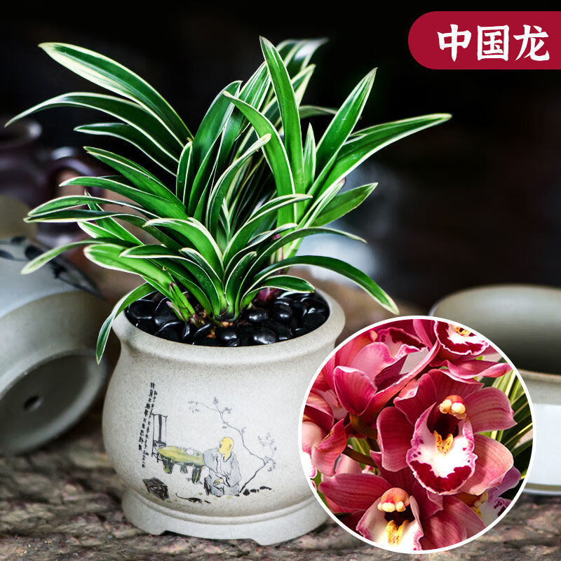 苏艺缘金边矮种兰花浓香型中国龙名贵兰花室内客厅办公室好养花卉