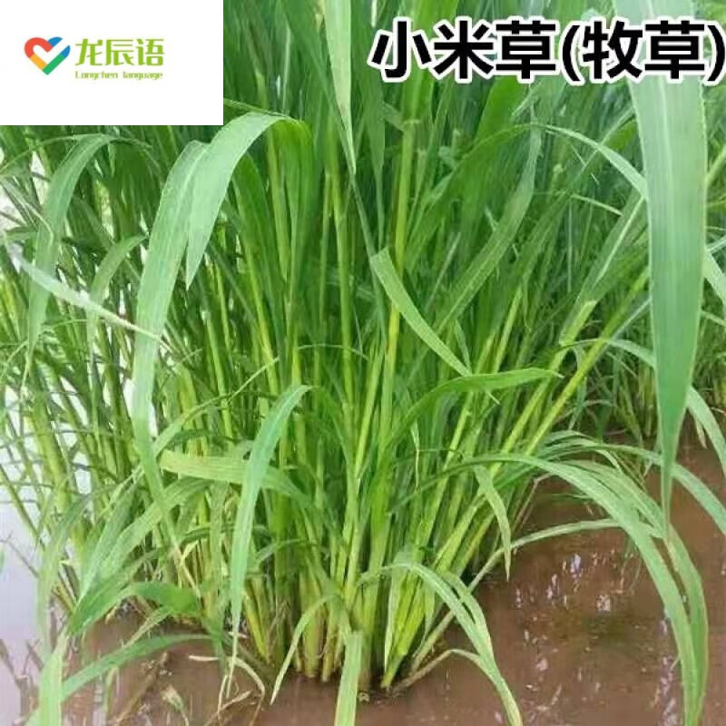喂鱼草植物种子耐高温龙虾养殖专用草四季水淹养殖种子 小米草籽1斤