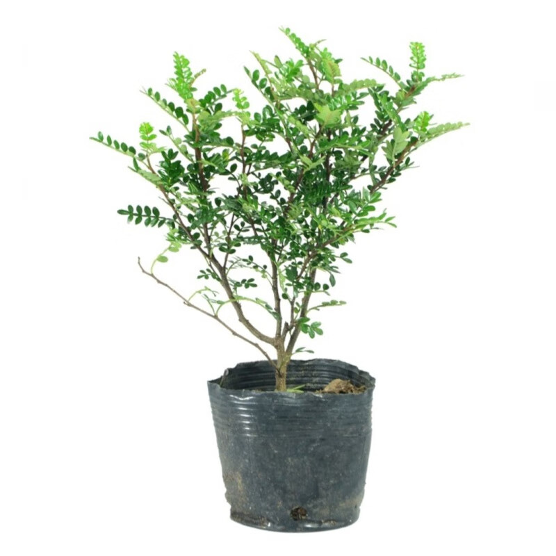 清香胡椒木盆栽植物花卉绿植好养室内四季盆栽 3年小苗不带盆