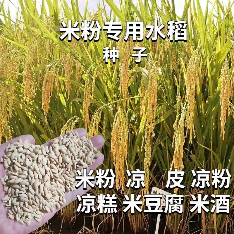 稻玉丰农业特优7118水稻种子抗倒伏力强圆米粉专用稻高直链淀粉1000g